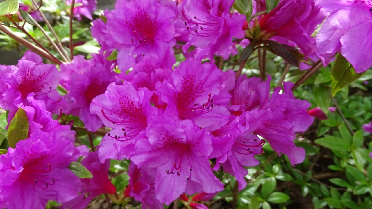 'Herbert'